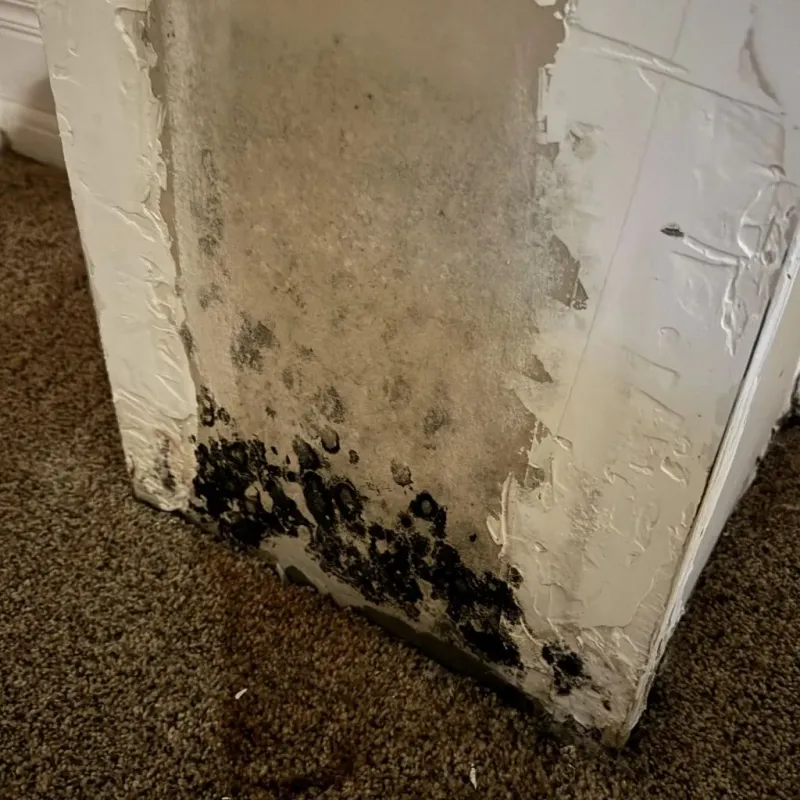 Professional Mold Removal in Knox County, KY